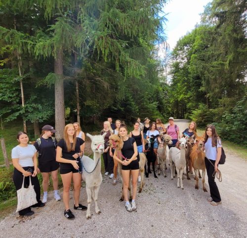 Gruppenfoto-Alpaka